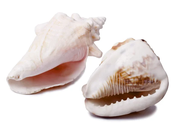 Twee conch schelpen — Stockfoto