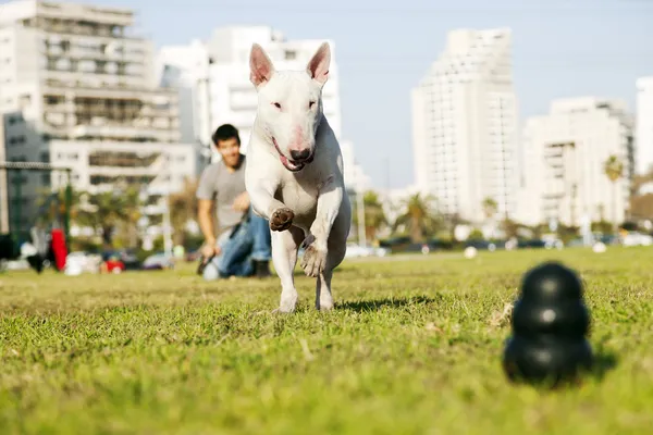 Bull Terrier courir pour mâcher un jouet dans le parc — Photo