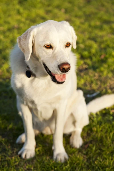 Retrato de cão labrador misto no parque — Fotografia de Stock