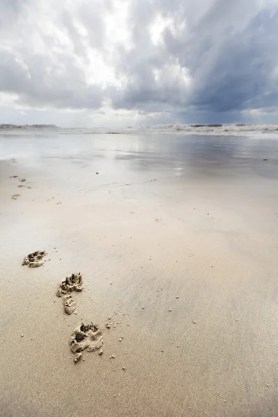 Hundespuren am Winterstrand — Stockfoto