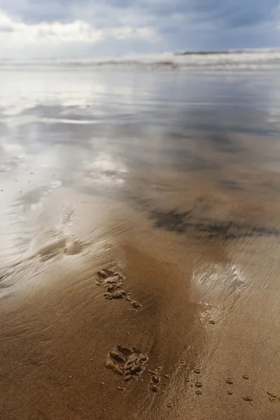 Собака лапой знаки на пляже влажные зимы — стоковое фото