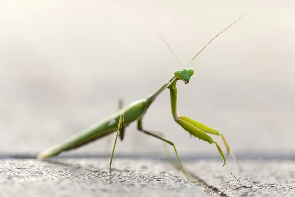 Urban Praying Mantis — Stockfoto