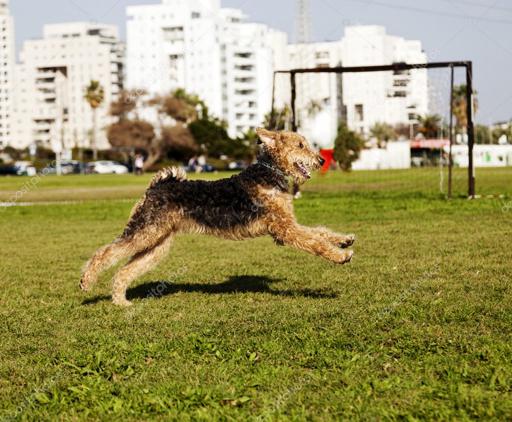 Airdale Terrier Dog Running at the Park