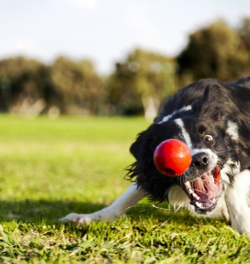 Border Collie Fetching Dog Ball Toy at Park clipart