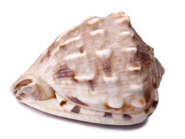 Isolated Conch Shell clipart