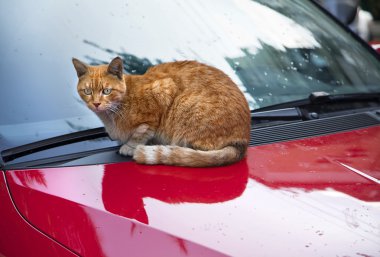 kedi da hood üzerinde