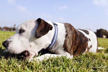çiğnemek oyuncak Park ile pitbull köpek