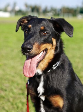 beauceron Avustralyalı çoban köpeğinin portresi park