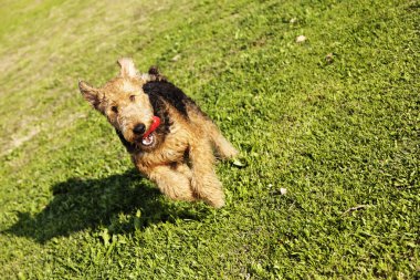 airdale terrier köpek parkında çiğnemek oyuncak ile çalışan