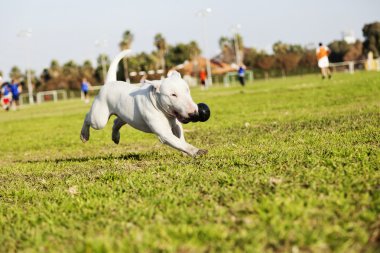 boğa korkunç Park oyuncak ile çalışan