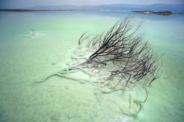 在死海中枯萎的布什 — 图库照片