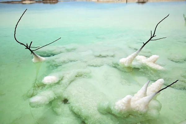 在死海中枯萎的布什 — 图库照片