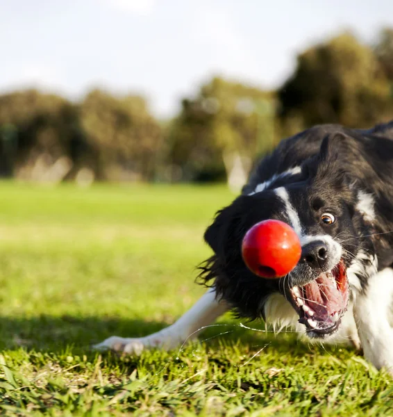 Perbatasan Collie Mengambil Dog Ball Mainan di Taman — Stok Foto