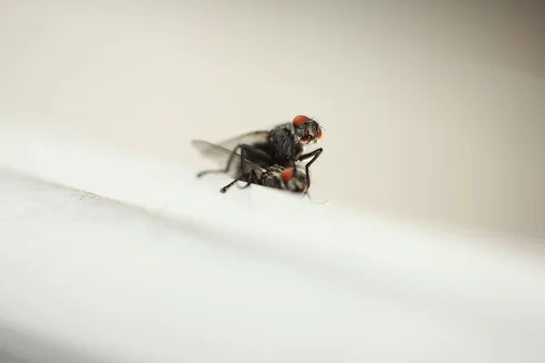 Parning flugor — Stockfoto