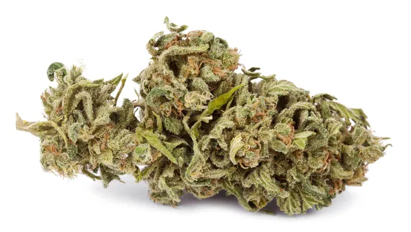 Bud de cannabis aislado — Foto de Stock