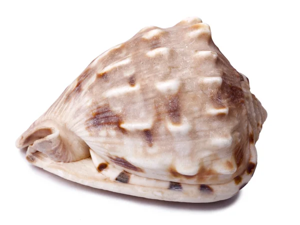 Concha aislada Shell —  Fotos de Stock