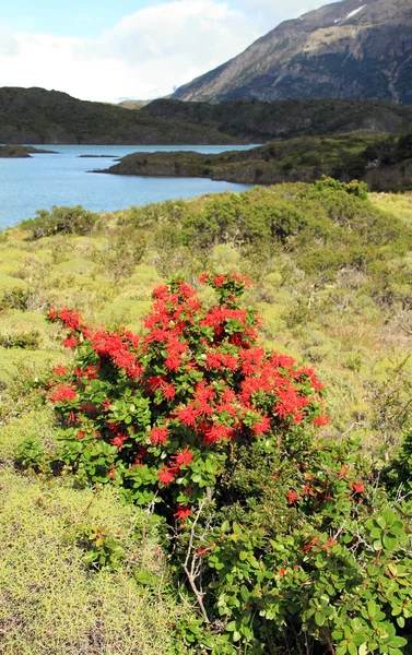 Um arbusto com flores vermelhas — Fotografia de Stock