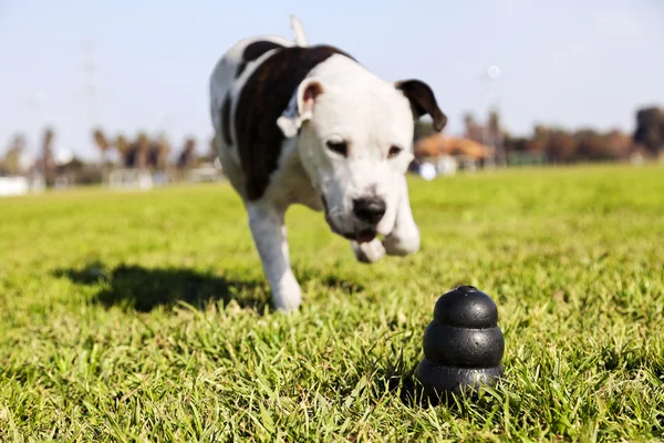 Correndo para brinquedo do cão na grama do parque — Fotografia de Stock