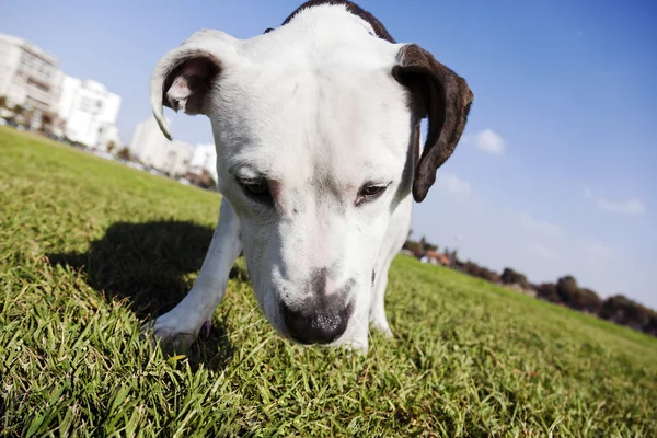 Tilted wide angle view of a Pitbull looking down — Stock Photo, Image