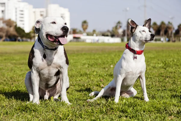 公園で2匹の犬が — ストック写真