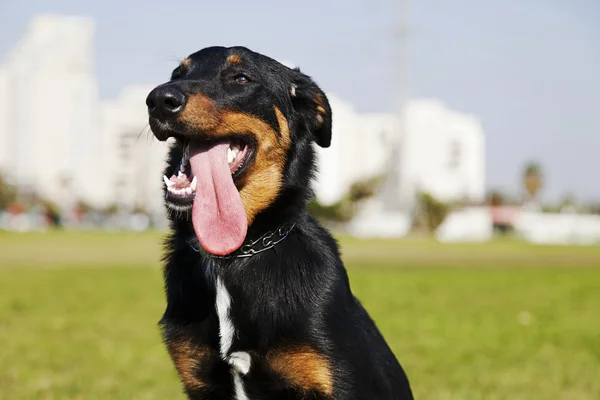 Beauceron Owczarek australijski portret parku — Zdjęcie stockowe