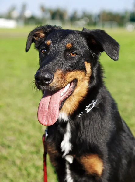 Beauceron Avustralyalı çoban köpeğinin portresi park — Stok fotoğraf