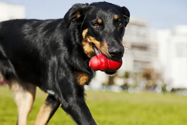 beauceron Avustralya çoban köpeği ile parkta oyuncak