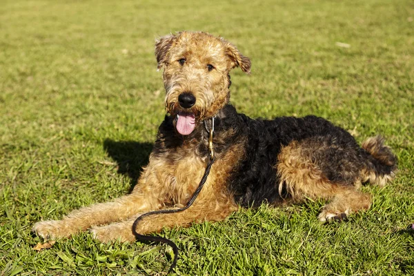 Airdale Terrier Dog Portrait no parque — Fotografia de Stock