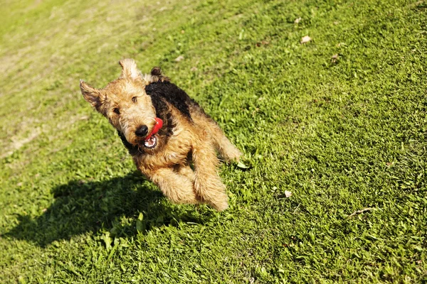 Airdale Terrier Dog in esecuzione con masticare giocattolo al parco — Foto Stock