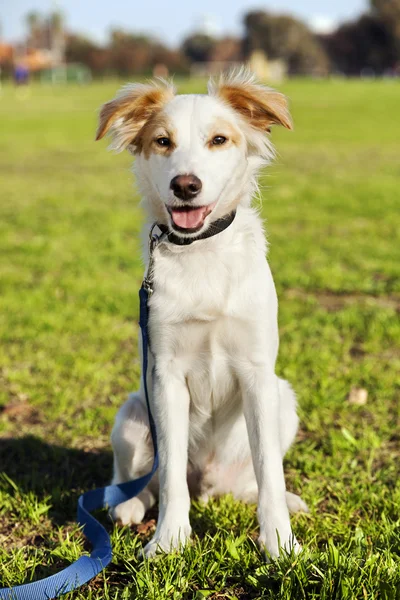 Mixed Breed Dog Portrait in the Park — Stock Photo, Image