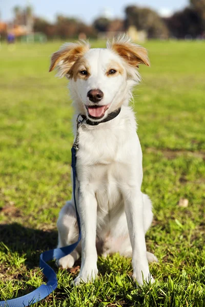 公園内の混合された品種犬の肖像画 — ストック写真