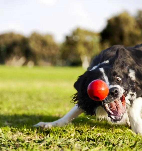 Border kolie okouzlující hračka pes míč v parku Royalty Free Stock Fotografie