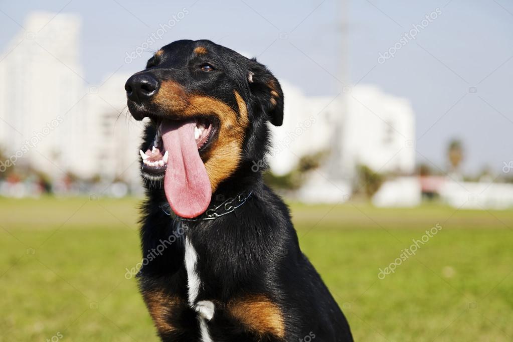 Beauceron Stock Photos Royalty Free Images Depositphotos Beauceron Stock Photos Royalty Free Images Depositphotos