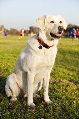 karışık labrador köpek portre Parkı