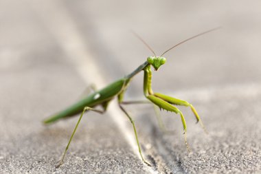 kentsel peygamber devesi