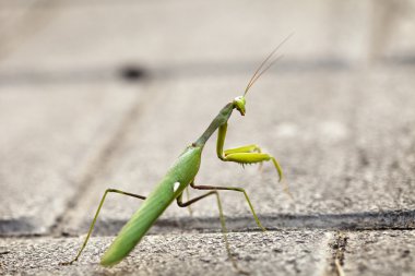 kentsel peygamber devesi