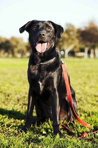 karışık labrador köpek portre Parkı