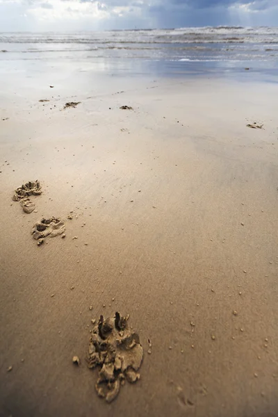 A strand téli kutyaféle nyomában — Stock Fotó