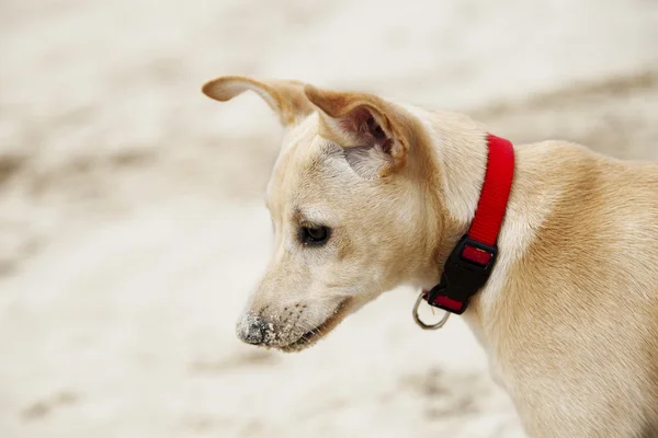 Retrato de perfil filhote de cachorro — Fotografia de Stock