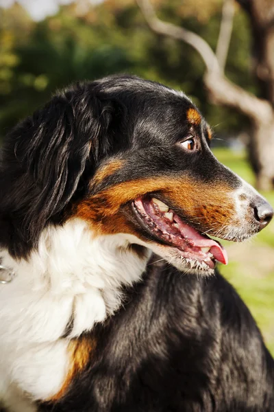 Berner Sennenhond hond portret in het park — Stockfoto