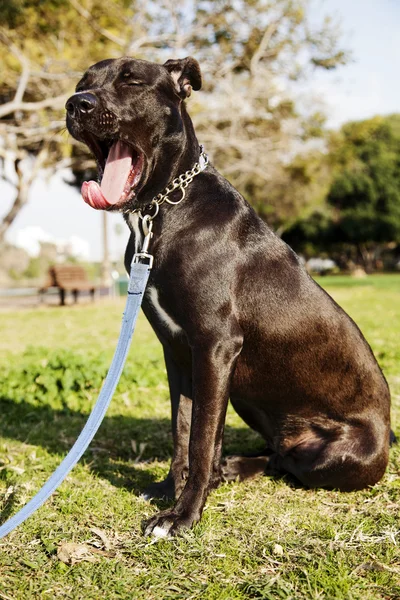 Blandet Pitbull Dog Yawn Portræt i parken - Stock-foto