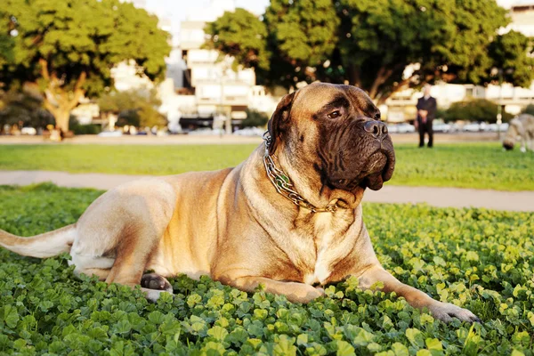 Retrato de Bullmastiff en Urban Park — Foto de Stock