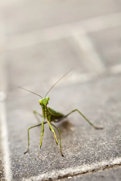 Urban Praying Mantis — Stock Photo, Image