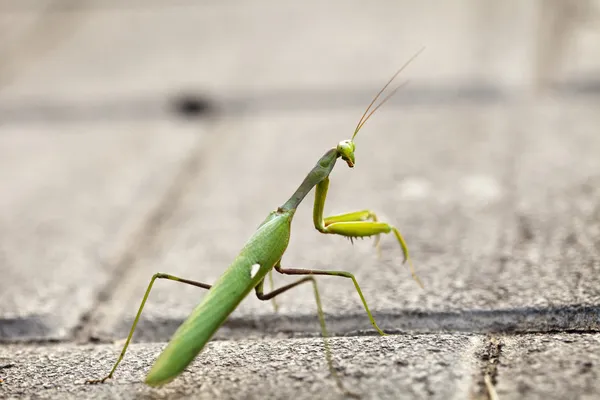 Urban Praying Mantis — Stockfoto