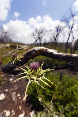 Mübarek süt thistle