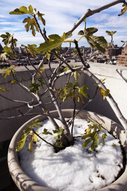 Winter Plant with Skyline at West Village Manhattan New-York clipart