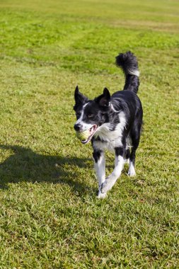 Tenis topu parkta köpekle kenar kömür ocağı