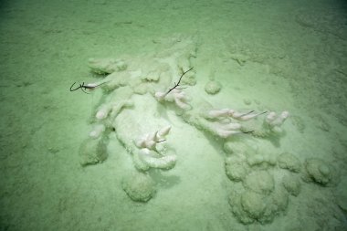 dead Sea ölü bush