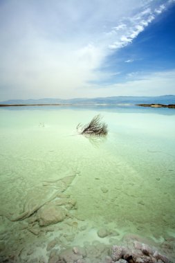 Ölü Deniz solmuş çalı