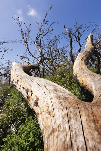 Umgestürzter Baum — Stockfoto